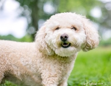 How Long Do Miniature Poodles Live? A Complete Lifespan Guide.