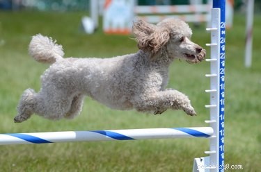 How Long Do Miniature Poodles Live? A Complete Lifespan Guide.