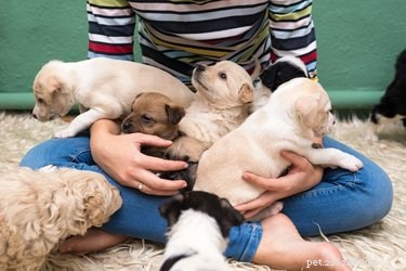 Identifying Your New Puppy’s Breed: A Guide for Mixed‑Breed Owners
