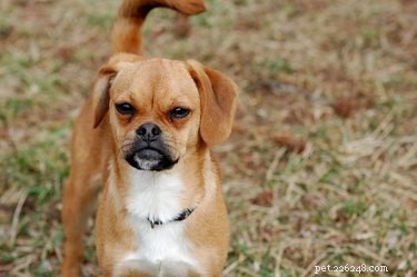 Puggle Lifespan: How Long Do Puggles Live?