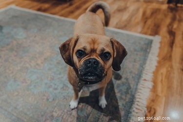 Puggle Lifespan: How Long Do Puggles Live?