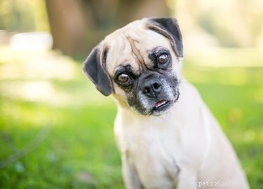 Puggle Lifespan: How Long Do Puggles Live?