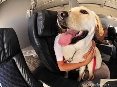 Choosing the Right Dog Breeds to Support Autistic Children