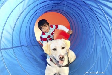 Choosing the Right Dog Breeds to Support Autistic Children