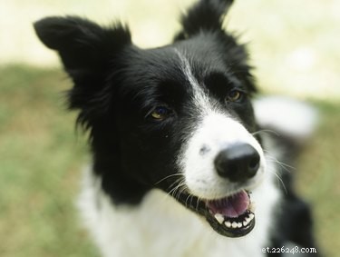 Choosing the Right Dog Breeds to Support Autistic Children