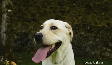 Choosing the Right Dog Breeds to Support Autistic Children