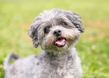 The Ultimate Guide to Shih Tzu Sleep Habits