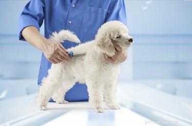 Top Low‑Shedding Dog Breeds for Allergy & Asthma Sufferers