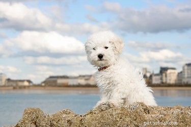 Top Low‑Shedding Dog Breeds for Allergy & Asthma Sufferers