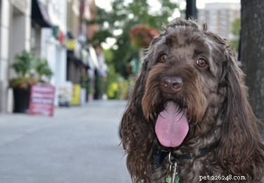Top Low‑Shedding Dog Breeds for Allergy & Asthma Sufferers