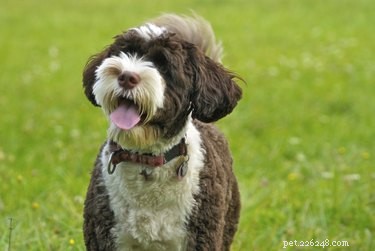 Top Low‑Shedding Dog Breeds for Allergy & Asthma Sufferers