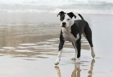 Understanding the Physical Traits of Pit Bull Puppies