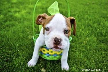 Understanding the Physical Traits of Pit Bull Puppies