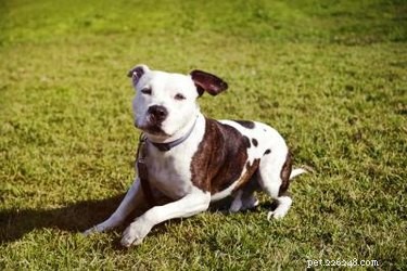 Understanding the Physical Traits of Pit Bull Puppies