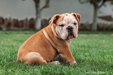 English vs. British Bulldogs: Debunking Misconceptions