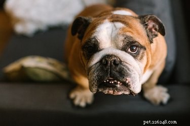 English vs. British Bulldogs: Debunking Misconceptions