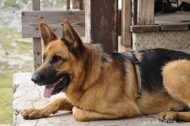 Dog Breeds That Trigger Allergies: A Guide for Allergy Sufferers