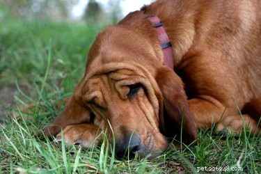 Dog Breeds That Trigger Allergies: A Guide for Allergy Sufferers