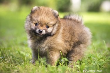 Dog Breeds That Trigger Allergies: A Guide for Allergy Sufferers
