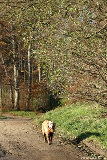 Top Farm Dog Breeds: Choosing the Best Working & Herding Dogs