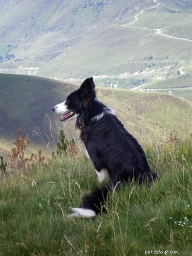 Top Farm Dog Breeds: Choosing the Best Working & Herding Dogs