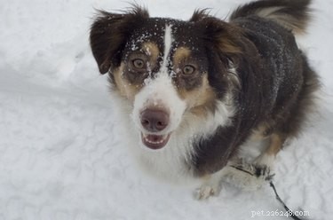 Top Farm Dog Breeds: Choosing the Best Working & Herding Dogs