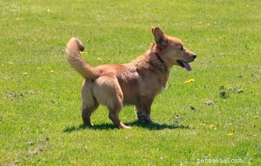 Top Farm Dog Breeds: Choosing the Best Working & Herding Dogs