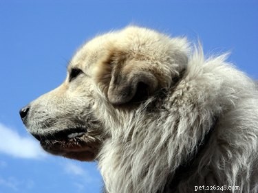 Top Farm Dog Breeds: Choosing the Best Working & Herding Dogs