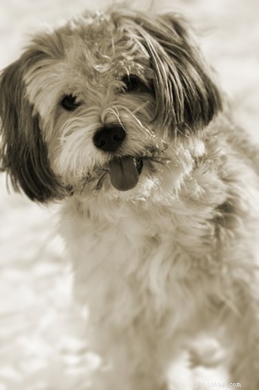 Top Farm Dog Breeds: Choosing the Best Working & Herding Dogs