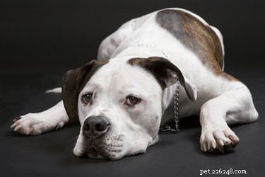 Top Indoor Dog Breeds for Small Apartments