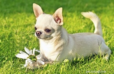 Chihuahuas and Allergies: A Practical Guide for Allergy Sufferers