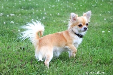 Chihuahuas and Allergies: A Practical Guide for Allergy Sufferers
