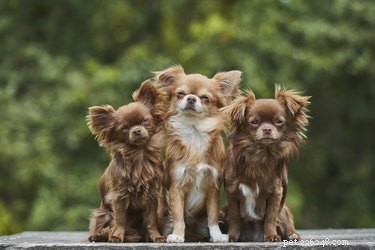 Chihuahuas and Allergies: A Practical Guide for Allergy Sufferers
