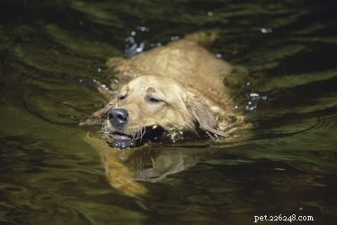The Ultimate Guide: 10 Top Hunting Dog Breeds for Every Game