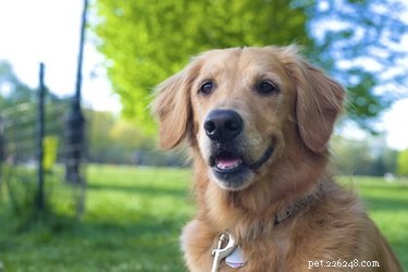 The Ultimate Guide: 10 Top Hunting Dog Breeds for Every Game