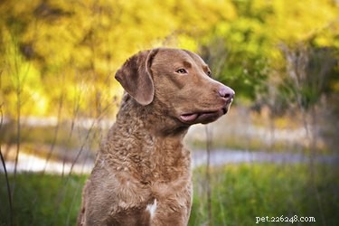The Ultimate Guide: 10 Top Hunting Dog Breeds for Every Game