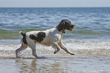 The Ultimate Guide: 10 Top Hunting Dog Breeds for Every Game