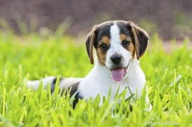 The Ultimate Guide: 10 Top Hunting Dog Breeds for Every Game