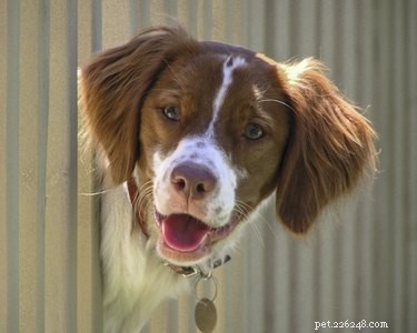 The Ultimate Guide: 10 Top Hunting Dog Breeds for Every Game