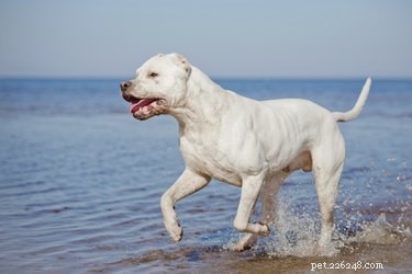 The Ultimate Guide: 10 Top Hunting Dog Breeds for Every Game