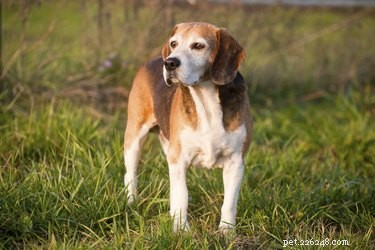The Ultimate Guide: 10 Top Hunting Dog Breeds for Every Game