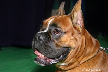 Male vs. Female Boxer Puppies: Key Traits & Care Guide