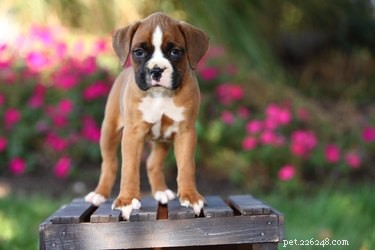 Male vs. Female Boxer Puppies: Key Traits & Care Guide