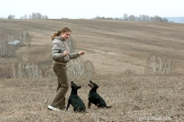 Top Dog Breeds for Easy Training and Reliable Behavior