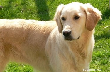 Top Dog Breeds for Easy Training and Reliable Behavior