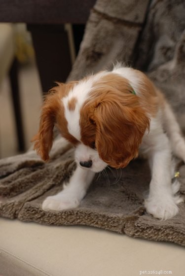 Top Dog Breeds for Easy Training and Reliable Behavior