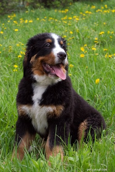 Top Dog Breeds for Easy Training and Reliable Behavior