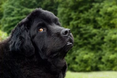 Top Dog Breeds for Easy Training and Reliable Behavior