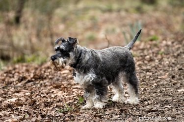 How Long Do Miniature Schnauzers Live? A Complete Guide