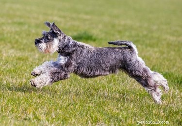 How Long Do Miniature Schnauzers Live? A Complete Guide